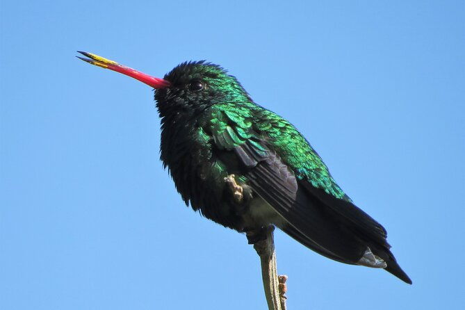 private-old-city-birdwatching