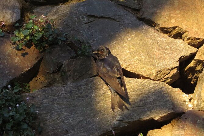 private-old-city-birdwatching