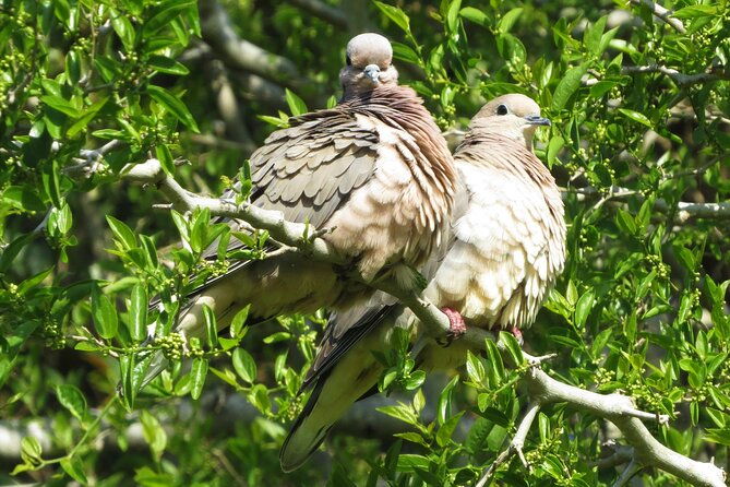 private-old-city-birdwatching