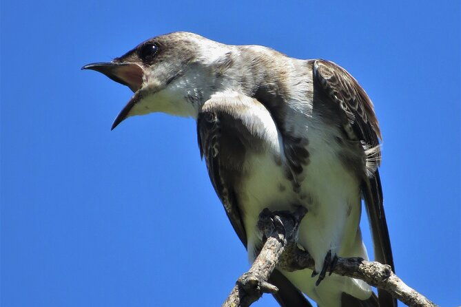 private-old-city-birdwatching
