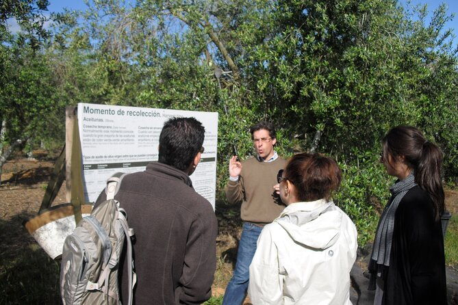 private-olive-oil-tour-from-sevilla