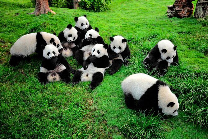 Private One Day Chengdu Panda Tour and Chengdu City visiting - Who Will Appreciate This Tour?