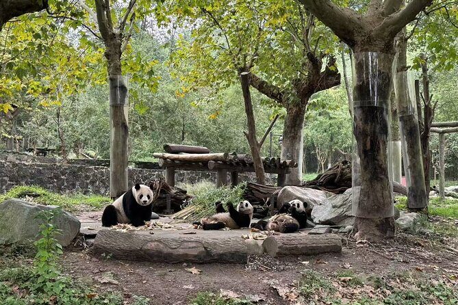 Private One-Day Tour: Chengdu Panda Base and Leshan Giant Buddha - The Sum Up
