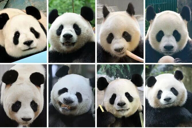 Private One Day Trip to Experience Chengdu Local Life - Why This Tour is a Great Choice