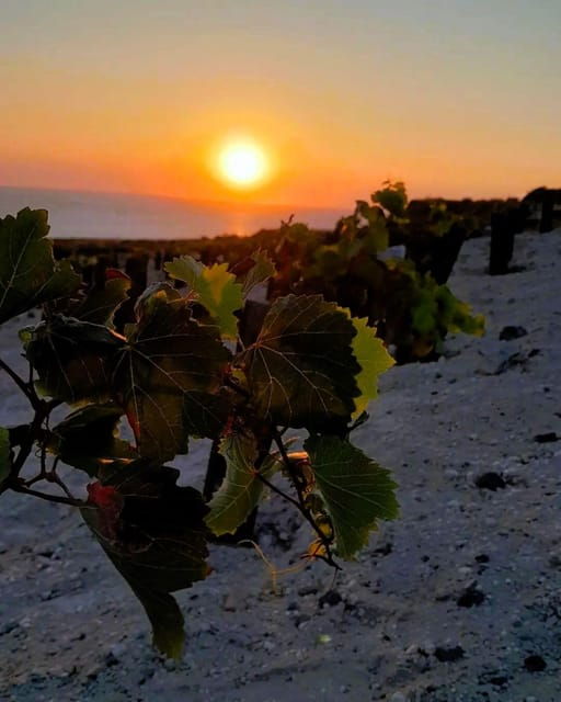 private-organic-vineyard-visit-with-liqueur-tasting