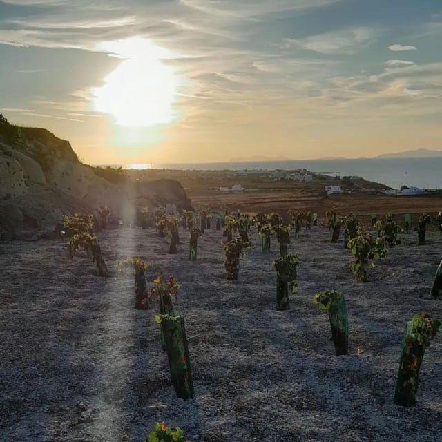 private-organic-vineyard-visit-with-liqueur-tasting