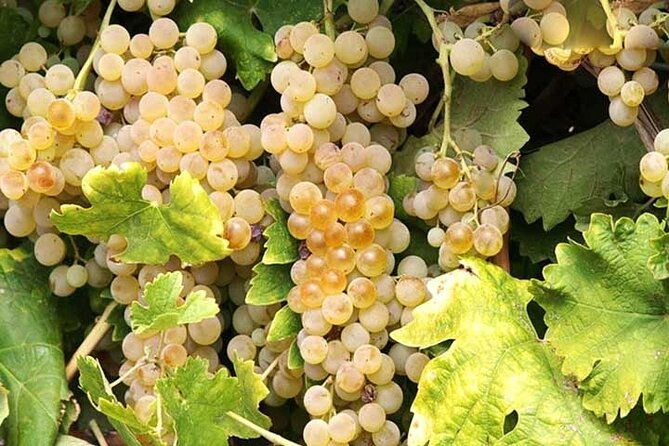 private-orvieto-daytrip-from-rome-with-winery-visit