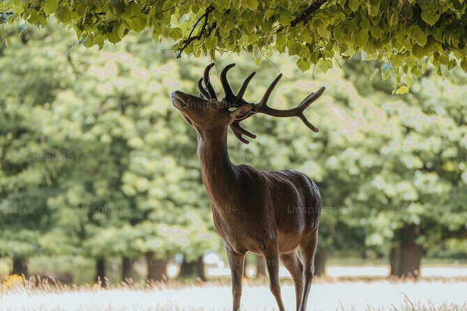 Private Osaka and Nara tour with English speaking guide - Key Points