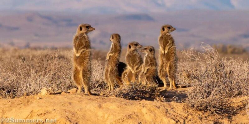 Private Oudtshoorn Full Day Tour - The Sum Up