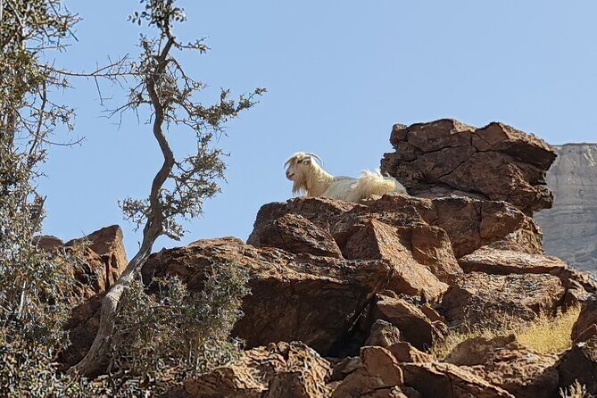 Private Overnight Jebel Shams Camping Tour - Practical Aspects and Tips
