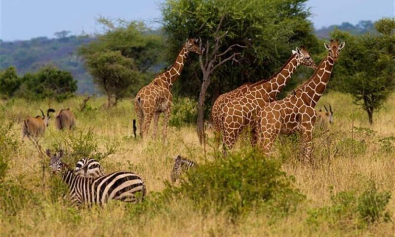 Private Overnight Maasai Mara Safari Tour from Nairobi - An in-depth look at the Maasai Mara private overnight safari