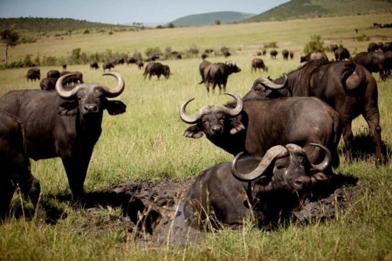 Private Overnight Maasai Mara Safari Tour from Nairobi - Final Thoughts