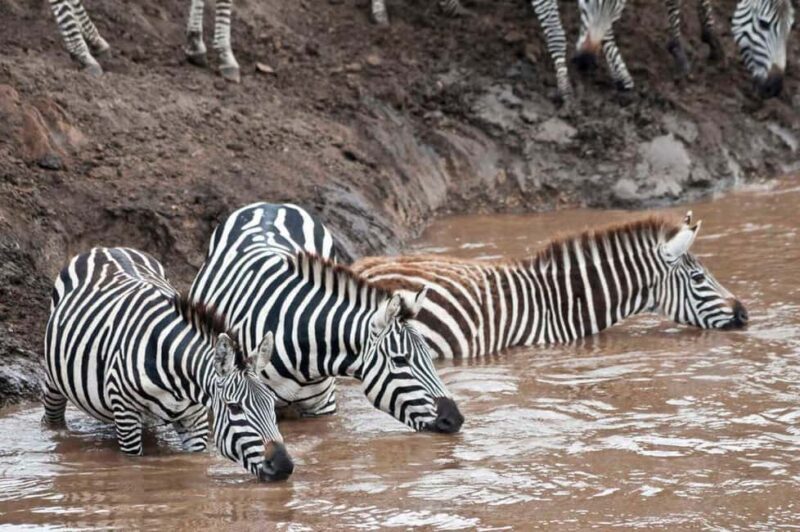 Private Overnight Maasai Mara Safari Tour from Nairobi - FAQ