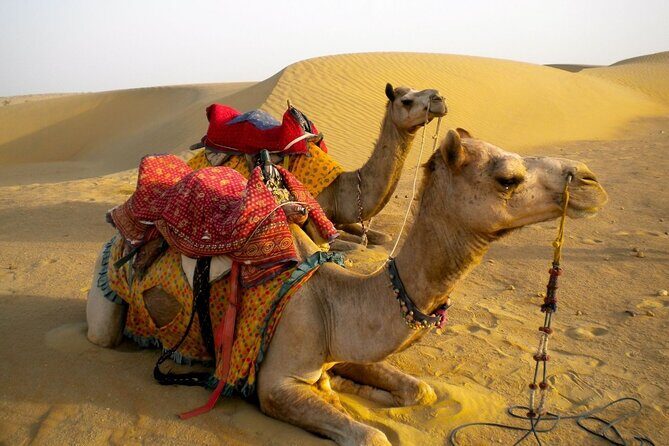 Private Overnight Safari Tour with Camel Ride - Why Travelers Love This Tour