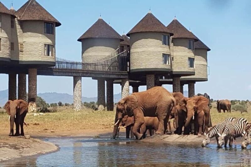 PRIVATE OVERNIGHT SALTLICK SAFARI FROM MOMBASA OR DIANI - The Practicalities: What’s Included and What to Consider