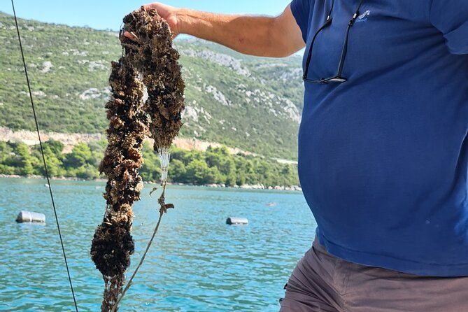 private-oyster-and-wine-tasting-day-trip-along-peljesac