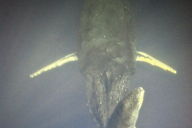 private-paddleboard-sup-whale-watch-all-skill-levels-welcome