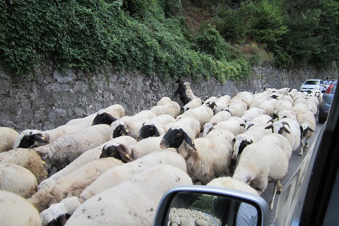 private-paestum-and-mozzarella-farm-tour