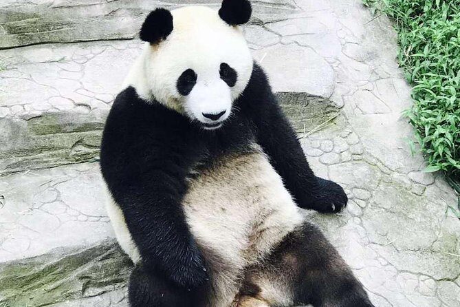 Private Panda Tour with Kungfu Tea Course One-day Trip - Exploring the Panda Experience at Chengdu’s Research Base