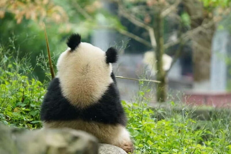 Private Panda Volunteering & Learning Tour | Wolong Base - An In-Depth Look at the Tour Experience