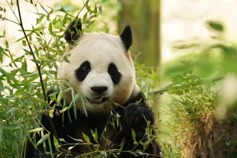 Private Panda Volunteering & Learning Tour | Wolong Base - Who Would Benefit Most?