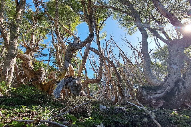 private-patagonian-forest-hike-in-punta-arenas-8-hour