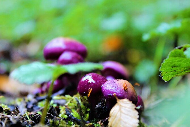 private-patagonian-forest-hike-in-punta-arenas-8-hour