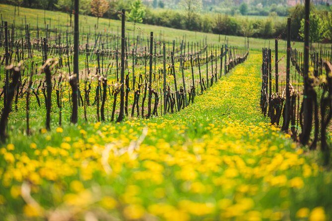 Private PICNIC in Bohemian Vineyards and Wine Tasting 4WD Tour - Authentic Experiences Based on Real Reviews