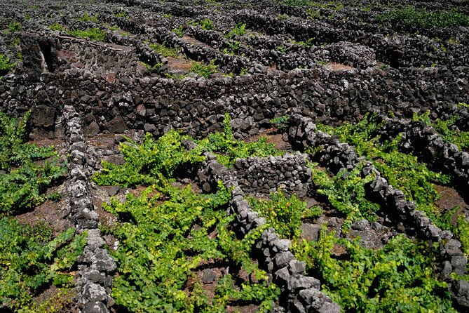 private-pico-wine-tour-half-day-2