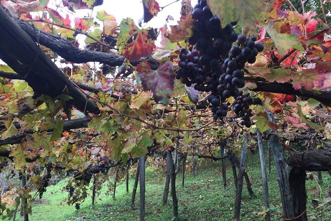 private-pompeii-and-herculaneum-day-tour-with-pick-up