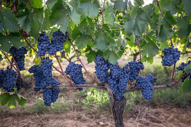 private-premium-brunello-wine-tasting-tour-food-pairing-2