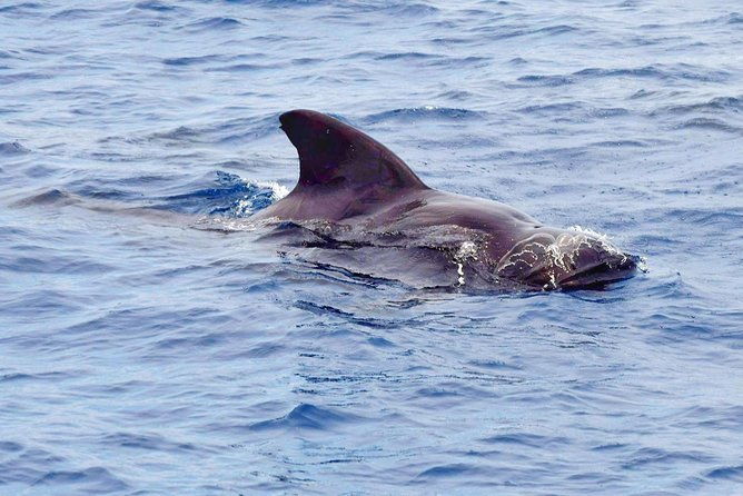 private-premium-whale-and-dolphin-safari-st-lucia