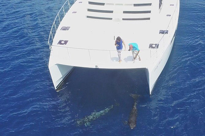 private-premium-whale-and-dolphin-safari-st-lucia