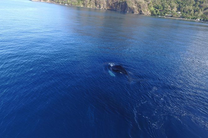 private-premium-whale-and-dolphin-safari-st-lucia