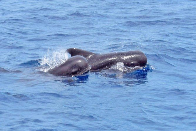 private-premium-whale-and-dolphin-safari-st-lucia