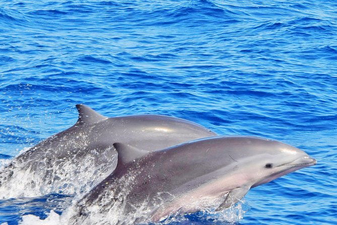 private-premium-whale-and-dolphin-safari-st-lucia