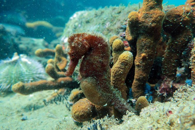 private-program-for-accredited-diver-in-buzios