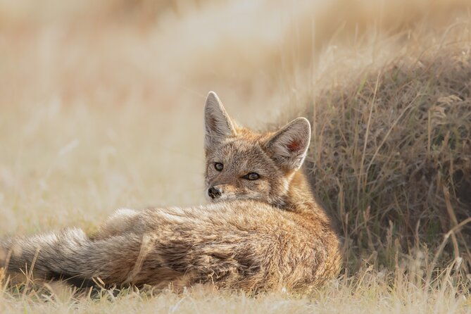 private-pumas-and-wildlife-watching-experience