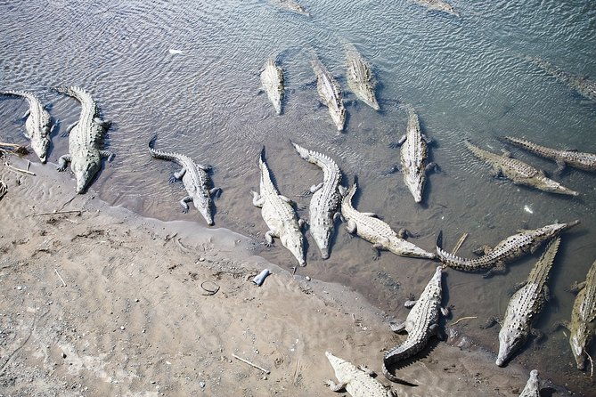 private-puntarenas-shore-excursion-tarcoles-river-boat-tour-at-the-jungle