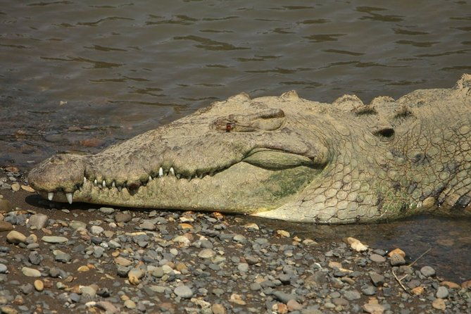 private-puntarenas-shore-excursion-tarcoles-river-boat-tour-at-the-jungle