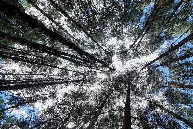 Private Pykara Lake Tour in Ooty with Car - A Closer Look at the Private Pykara Lake Tour in Ooty with Car