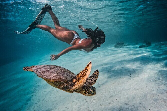 Private Rarotonga Turtle Tour - Authentic Traveler Experiences