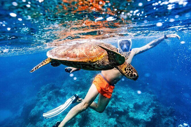 Private Rarotonga Turtle Tour - The Sum Up