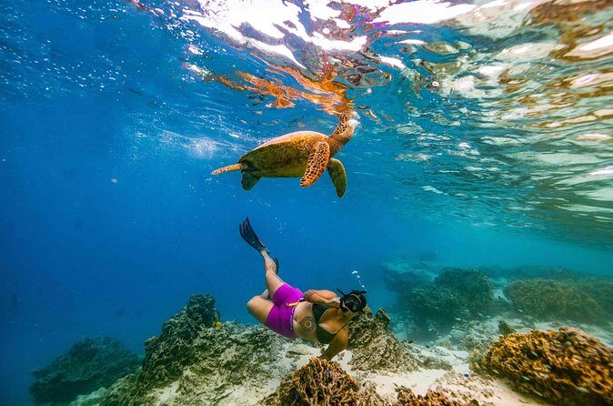 Private Rarotonga Turtle Tour - FAQs