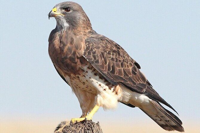 Private Red Dunes Safari with BBQ Dinner and Camel Riding - Frequently Asked Questions