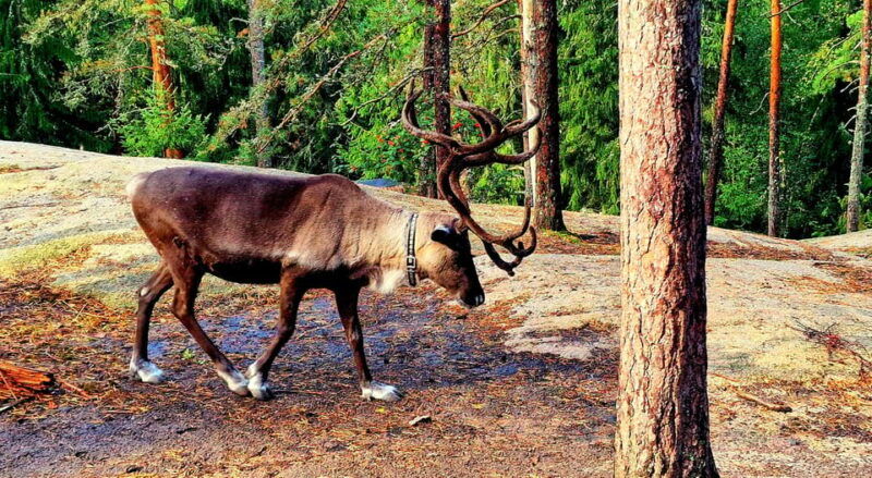 private-reindeer-park-adventure-by-vip-car