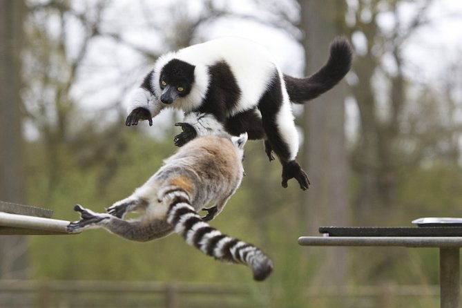 private-return-transfer-thoiry-zoo-safari-from-paris