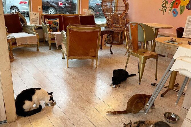 private-reykjavik-cat-walking-tour-2