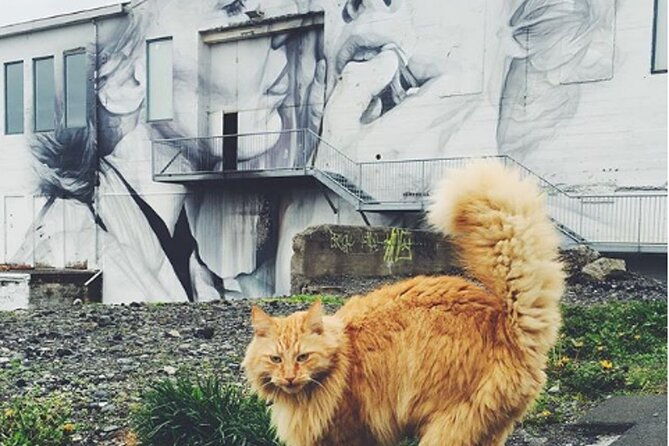 private-reykjavik-cat-walking-tour-2