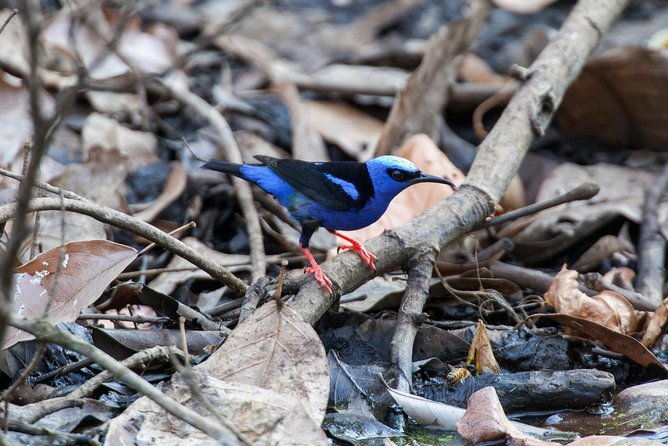 private-rincon-de-la-vieja-bird-watching-tour
